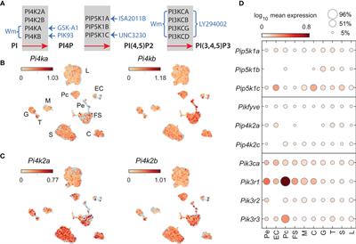 Calcium-Prolactin Secretion Coupling in Rat Pituitary Lactotrophs Is Controlled by PI4-Kinase Alpha